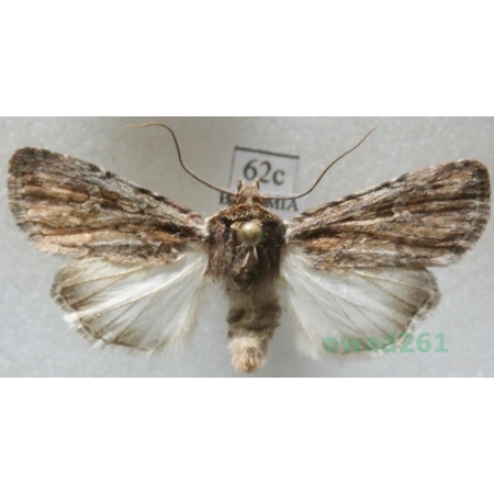 Dichagyris signifera (Denis & Schiffermüller, 1775) Czech62c